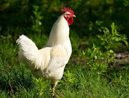 COMMANDE POULET AOUT